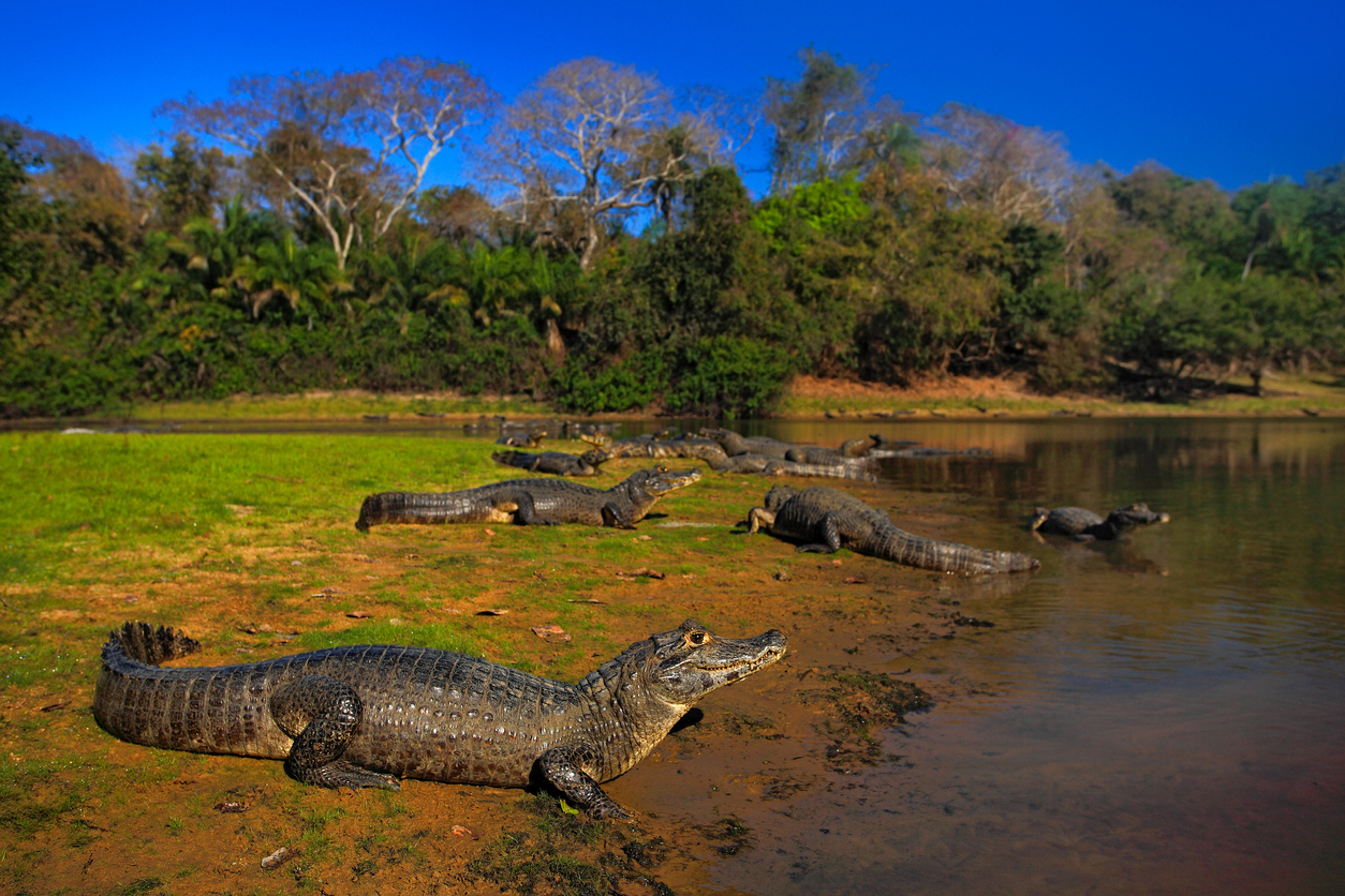 Pantanal com Bonito - 13 Dias